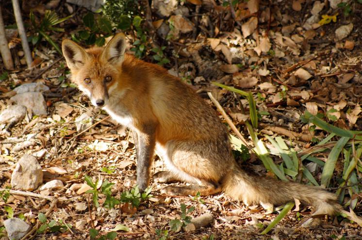 Fox <i>(Vulpini)</i>